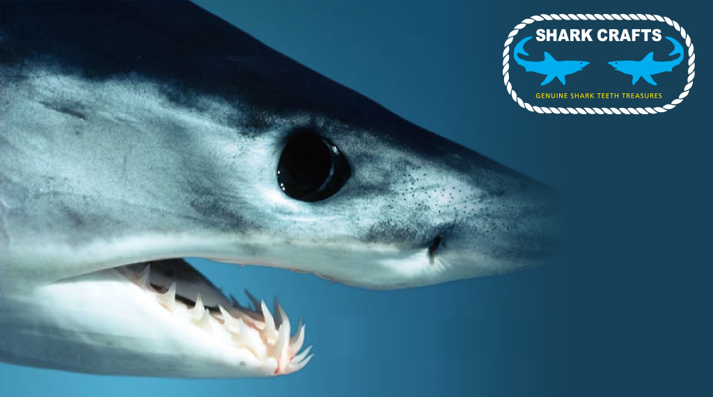 SHARK CRAFTS(シャーククラフト) 本物のサメの歯を使ったアクセサリー